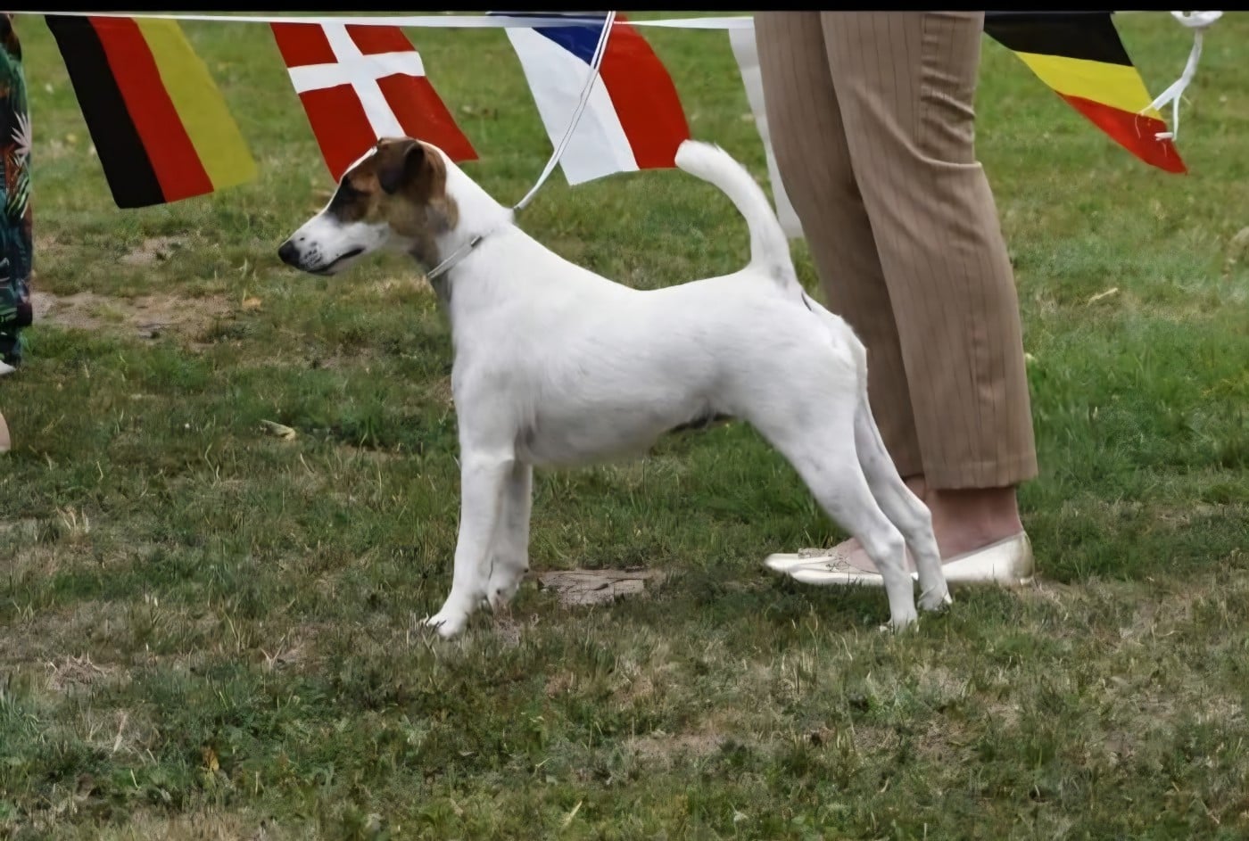 CH Tina turner De La Rivière Landelot