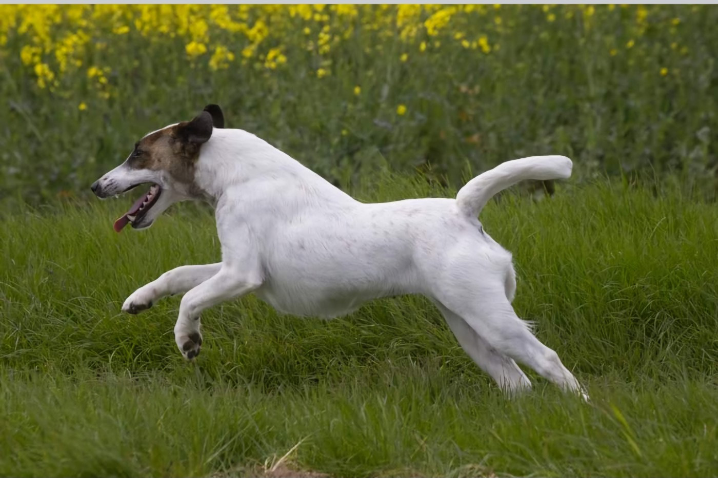 CH Tina turner De La Rivière Landelot