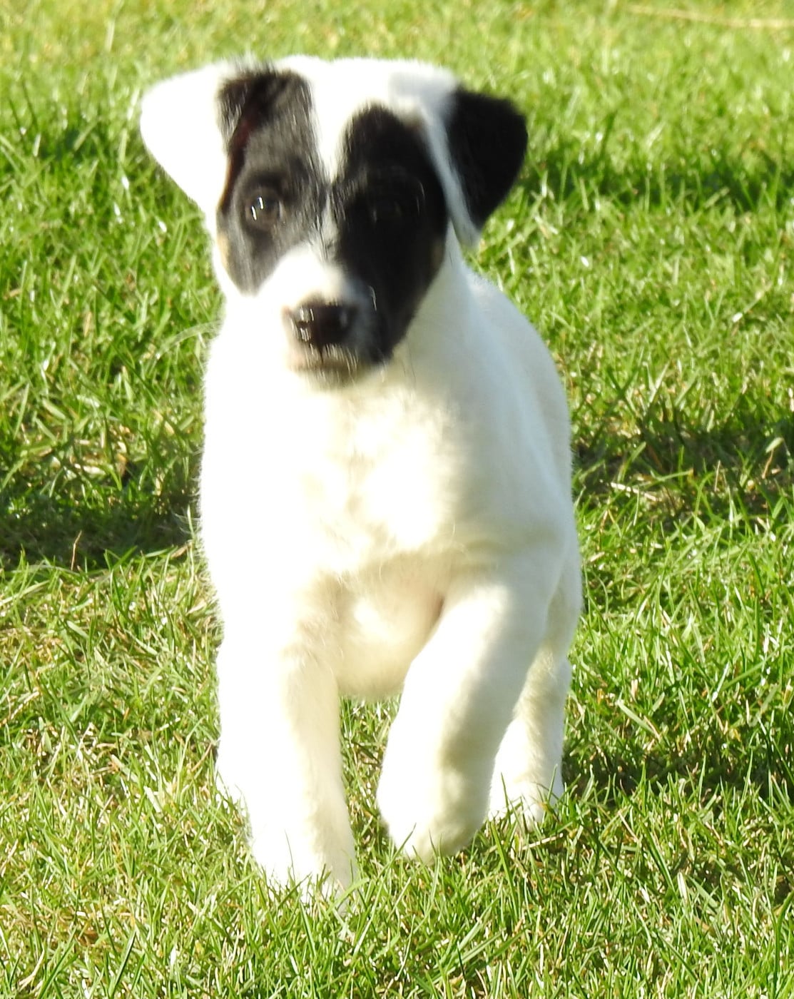 CHIOT MÂLE 1