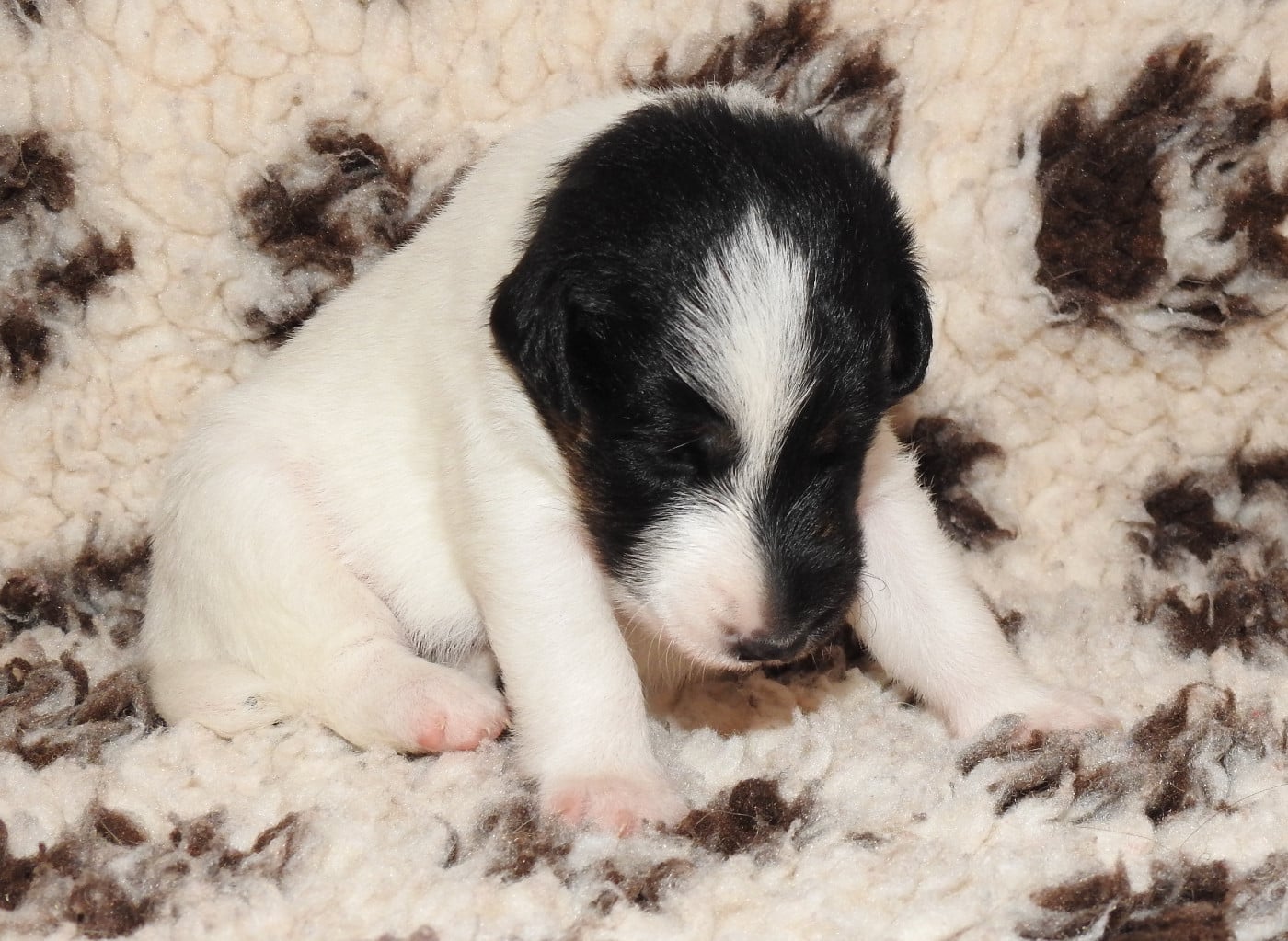 CHIOT MÂLE 1