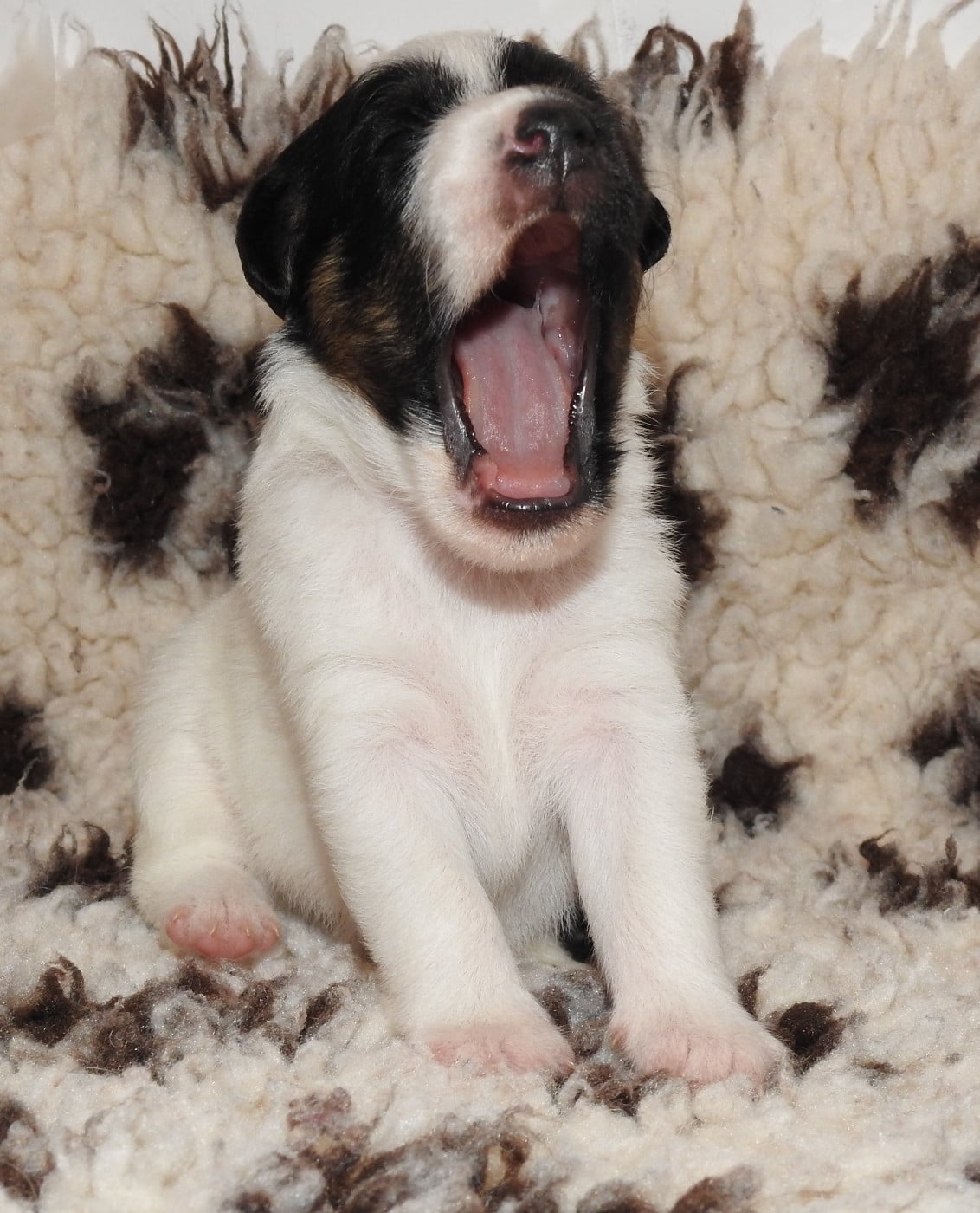 CHIOT MÂLE 1