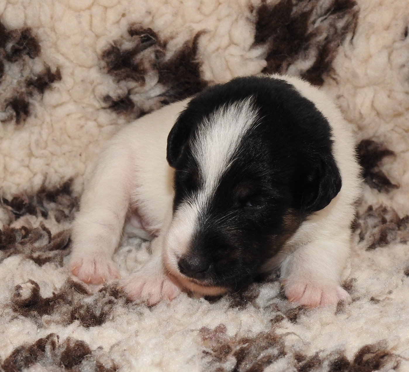 CHIOT MÂLE 1