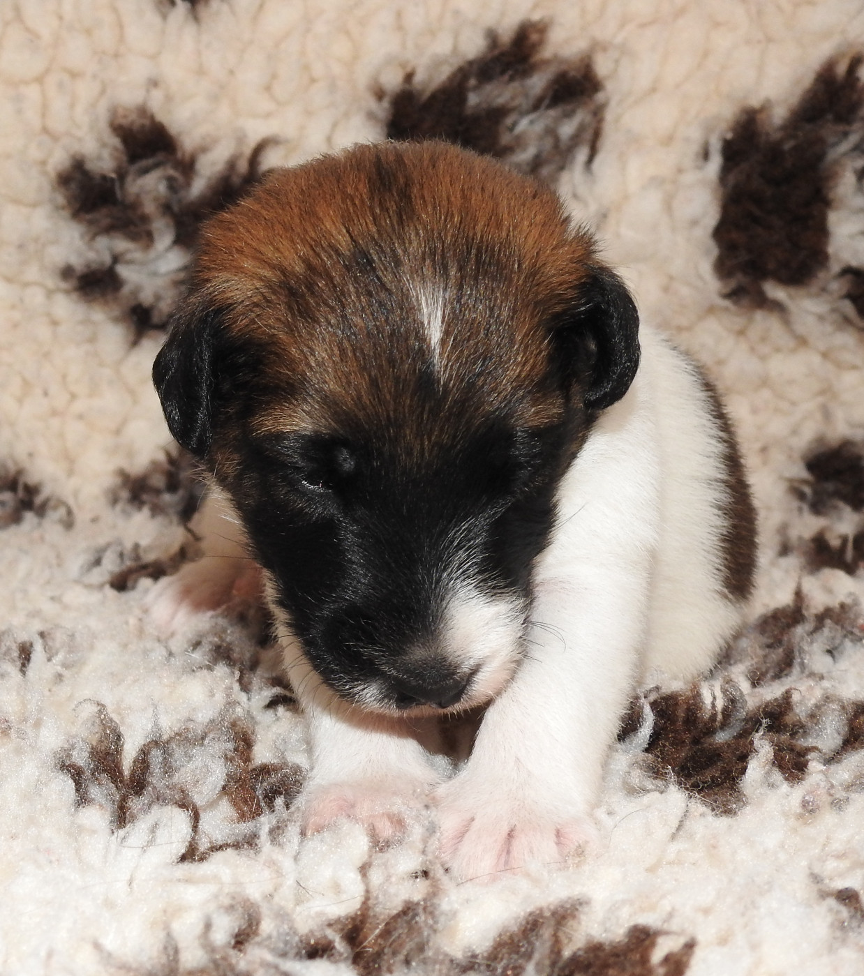 CHIOT FEMELLE 2