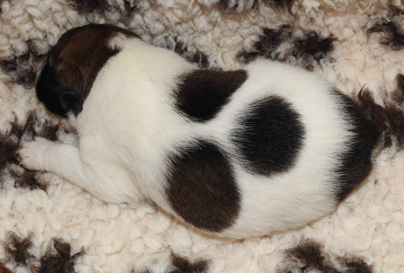 CHIOT FEMELLE 2