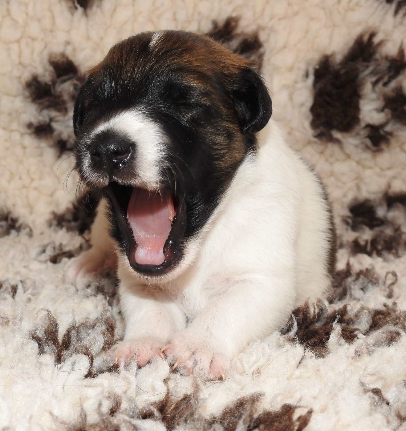 CHIOT FEMELLE 2