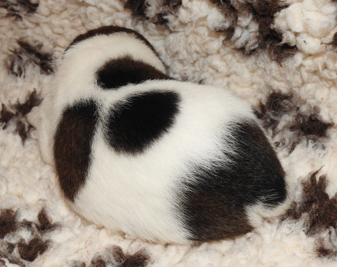 CHIOT FEMELLE 2