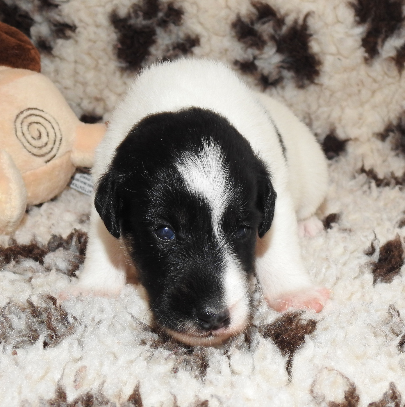 CHIOT FEMELLE 3