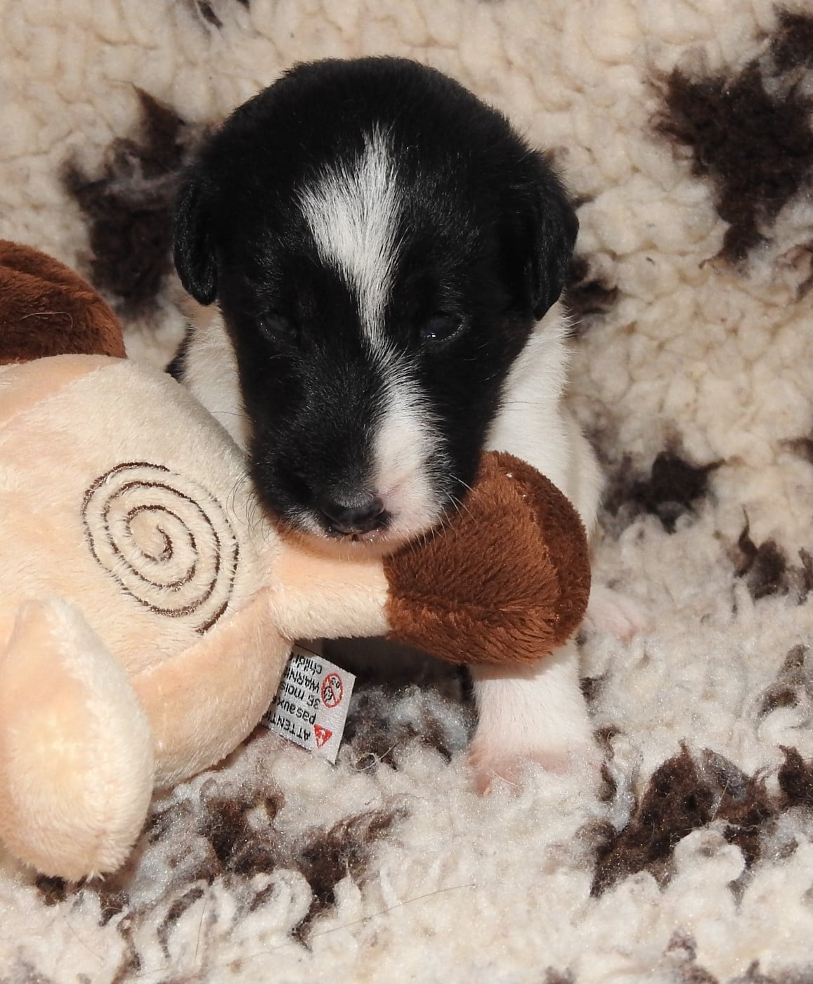 CHIOT FEMELLE 3