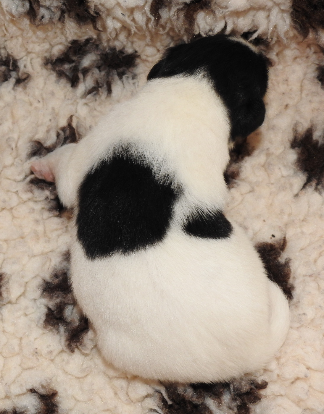CHIOT FEMELLE 3