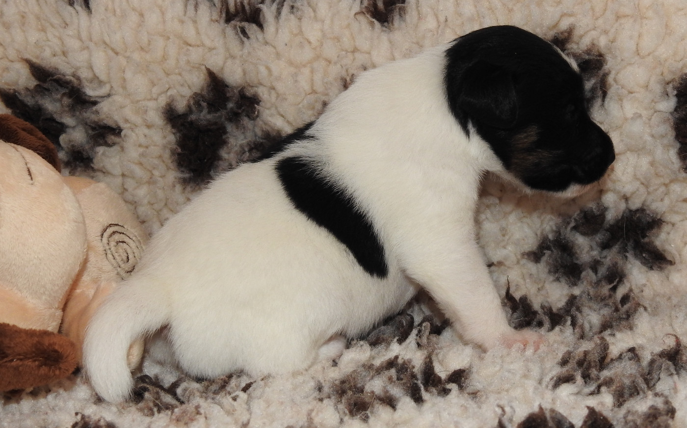 CHIOT FEMELLE 3
