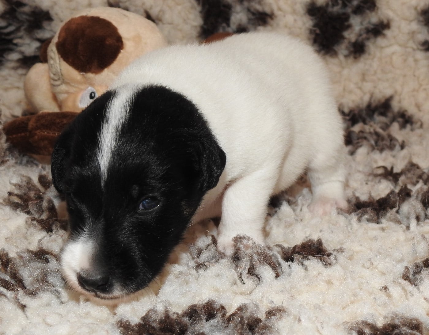 CHIOT FEMELLE 4