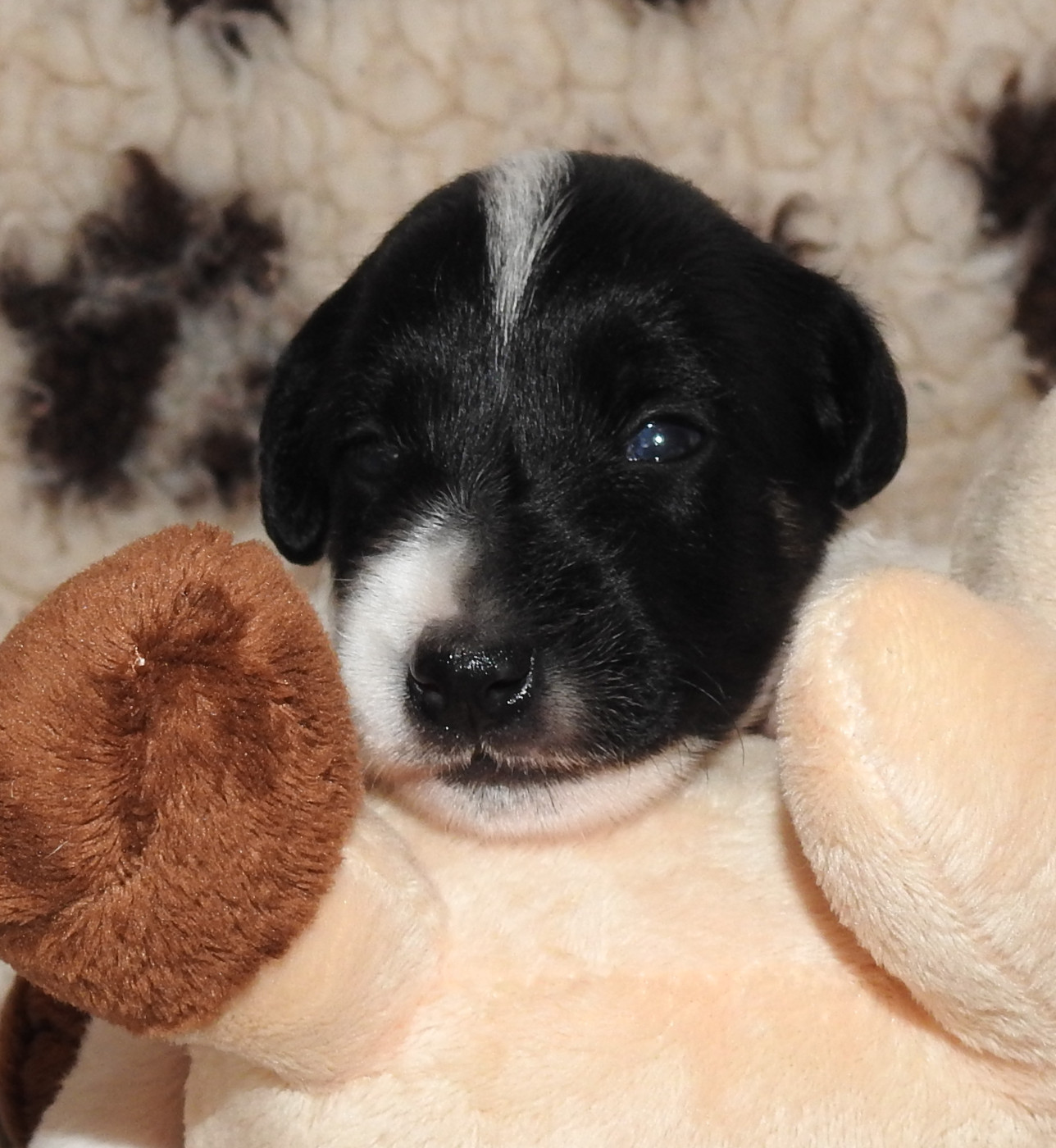 CHIOT FEMELLE 4