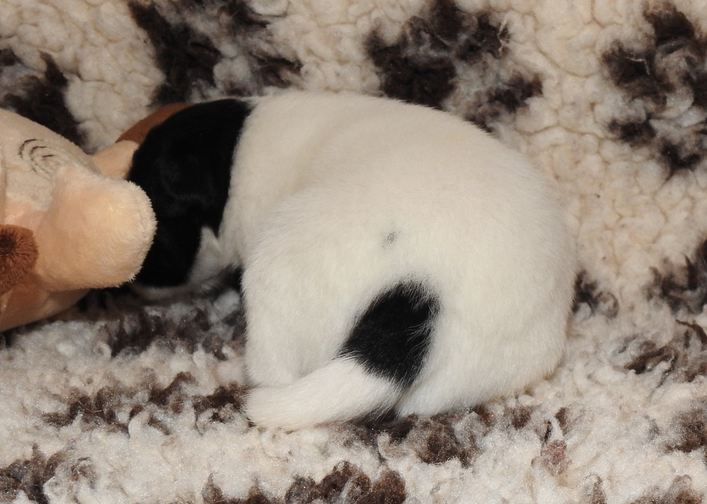 CHIOT FEMELLE 4