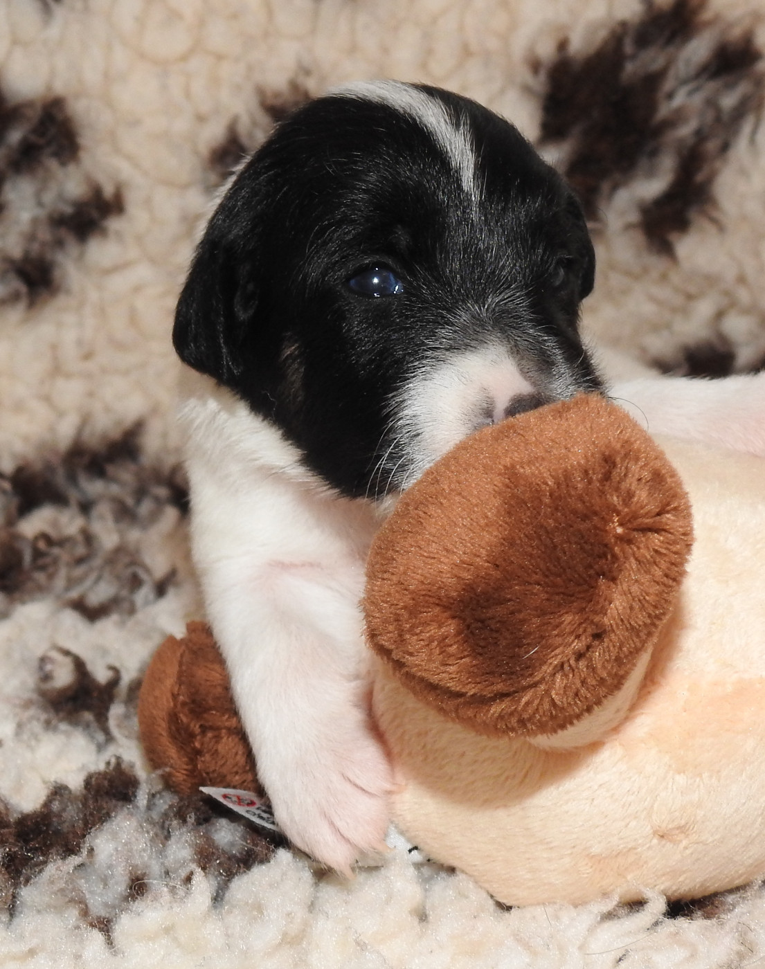 CHIOT FEMELLE 4