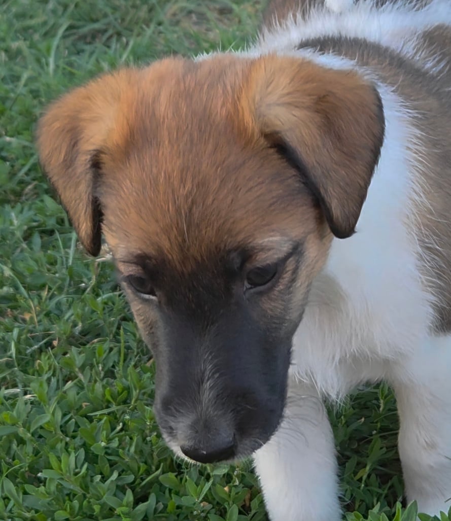 CHIOT FEMELLE 6