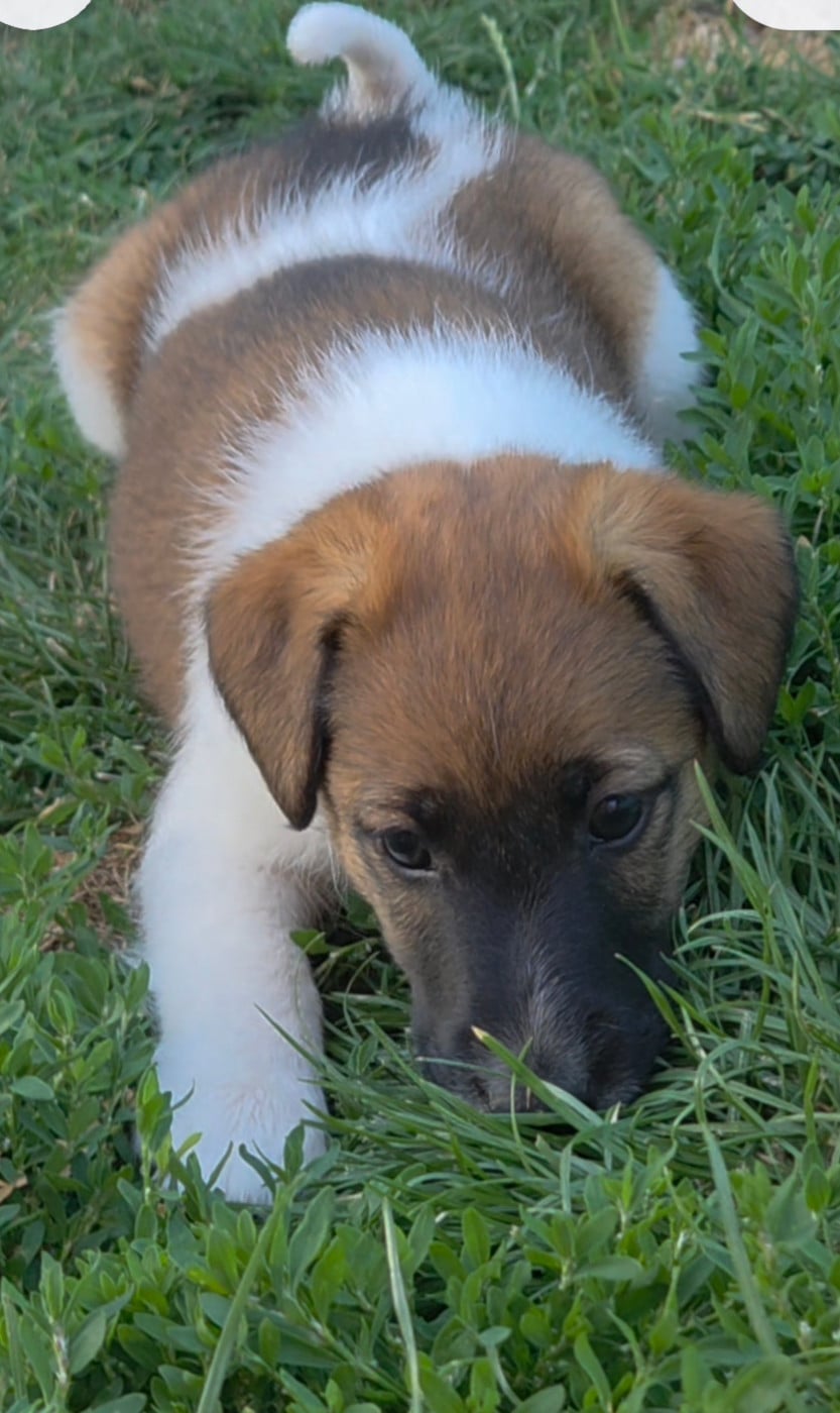 CHIOT FEMELLE 6