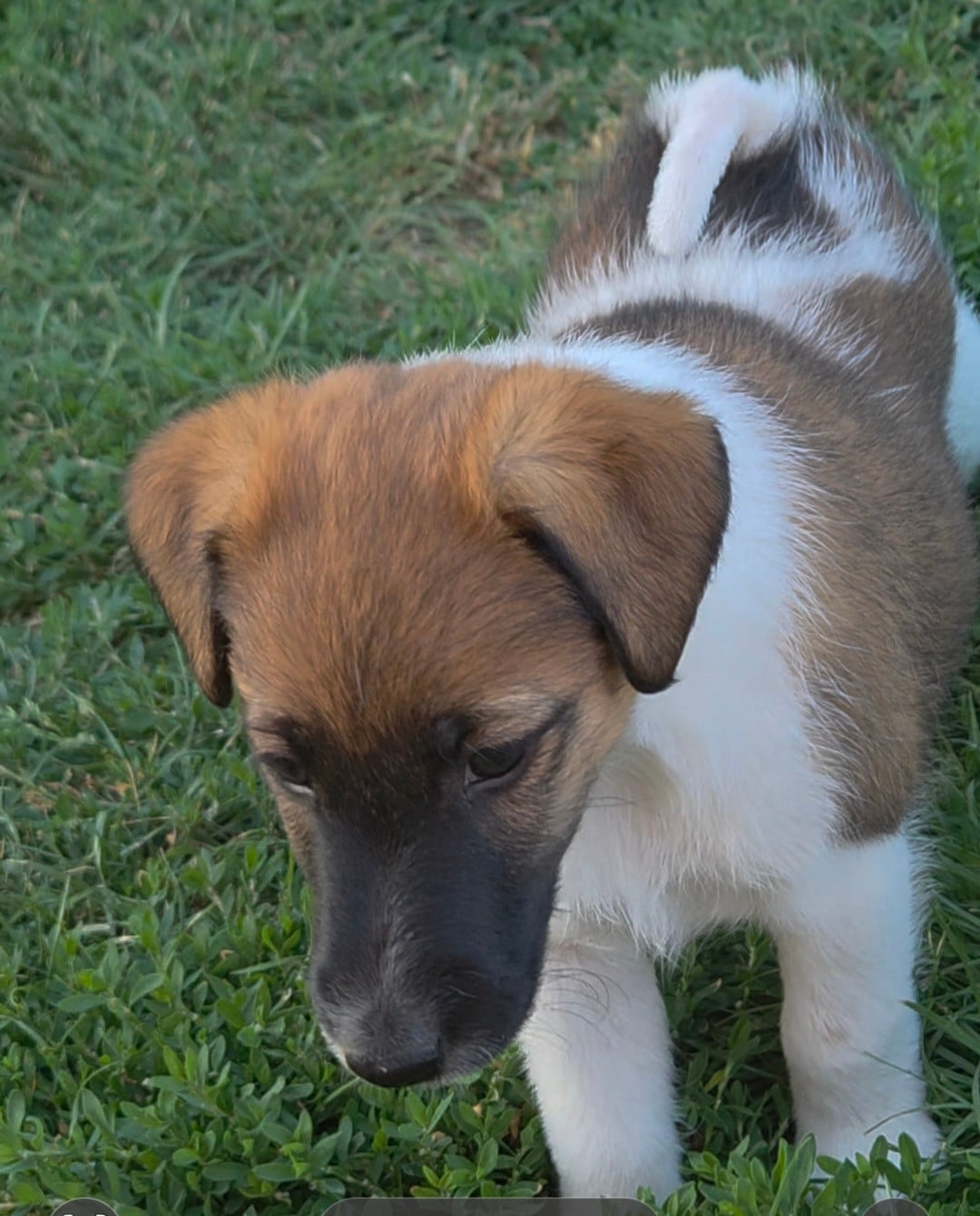 CHIOT FEMELLE 6