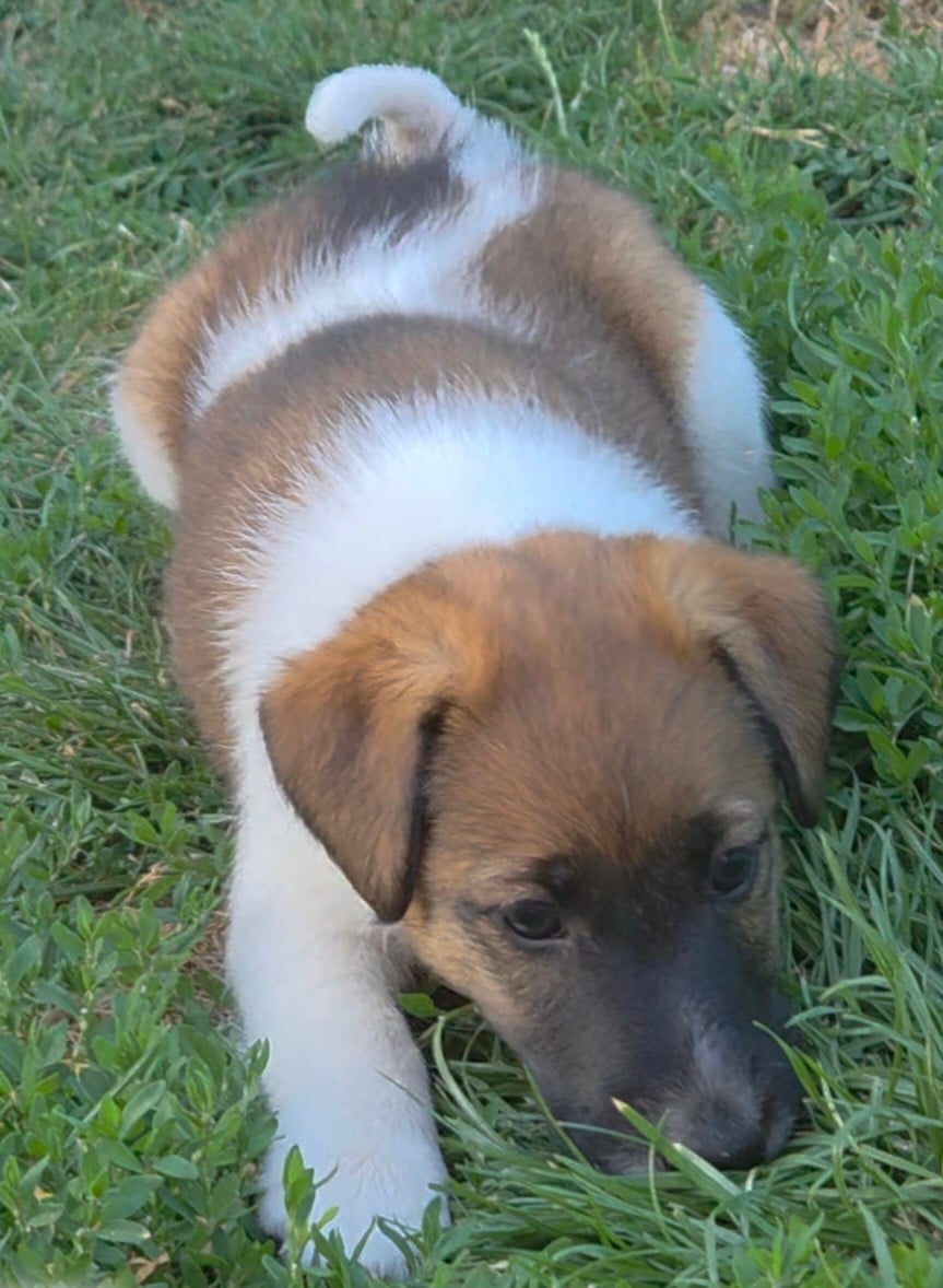 CHIOT FEMELLE 6