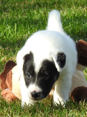 Les chiots de Fox Terrier Poil lisse