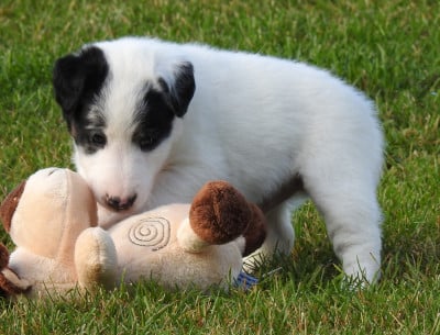 Les chiots de Fox Terrier Poil lisse