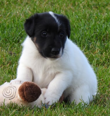 Les chiots de Fox Terrier Poil lisse