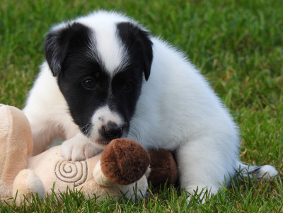 Les chiots de Fox Terrier Poil lisse