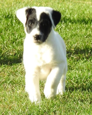 Les chiots de Fox Terrier Poil lisse
