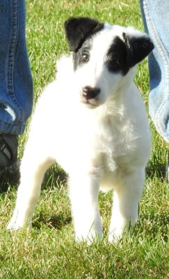 Les chiots de Fox Terrier Poil lisse