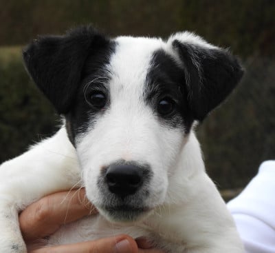 Les chiots de Fox Terrier Poil lisse