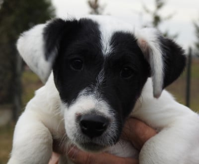 Les chiots de Fox Terrier Poil lisse