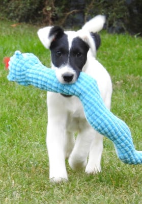 Les chiots de Fox Terrier Poil lisse
