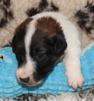 Les chiots de Fox Terrier Poil lisse
