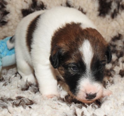 Les chiots de Fox Terrier Poil lisse