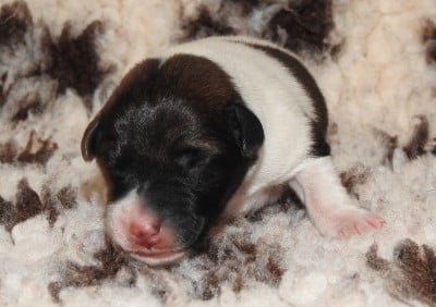 Les chiots de Fox Terrier Poil lisse