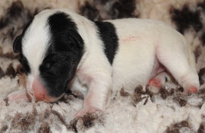 Les chiots de Fox Terrier Poil lisse