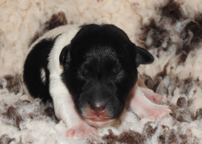 Les chiots de Fox Terrier Poil lisse
