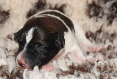 Les chiots de Fox Terrier Poil lisse