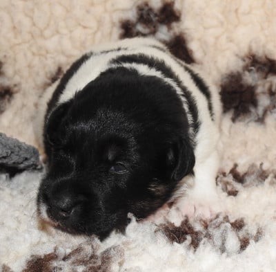 Les chiots de Fox Terrier Poil lisse