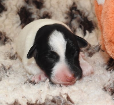 CHIOT MÂLE 1 - Fox Terrier Poil lisse