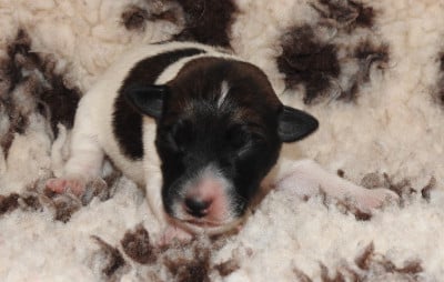 CHIOT FEMELLE 2 - Fox Terrier Poil lisse
