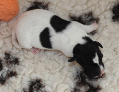 CHIOT FEMELLE 3 - Fox Terrier Poil lisse