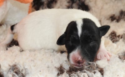 Fox Terrier Poil lisse