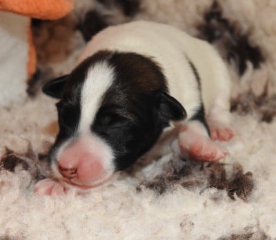 Femelle 5 - Fox Terrier Poil lisse
