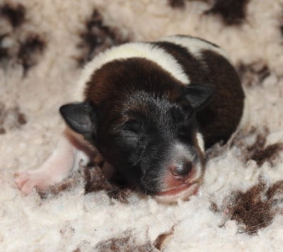 CHIOT FEMELLE 6 - Fox Terrier Poil lisse