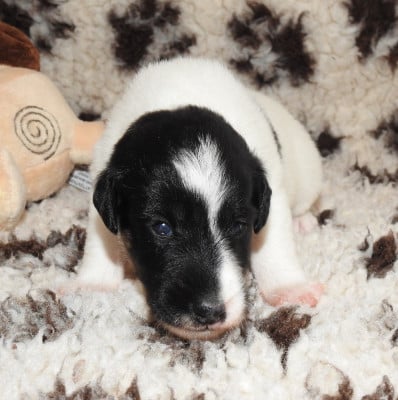 Les chiots de Fox Terrier Poil lisse