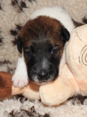 Les chiots de Fox Terrier Poil lisse