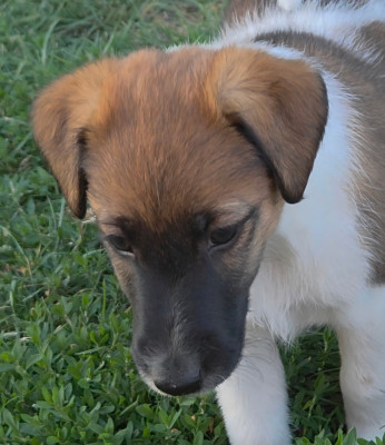 Les chiots de Fox Terrier Poil lisse