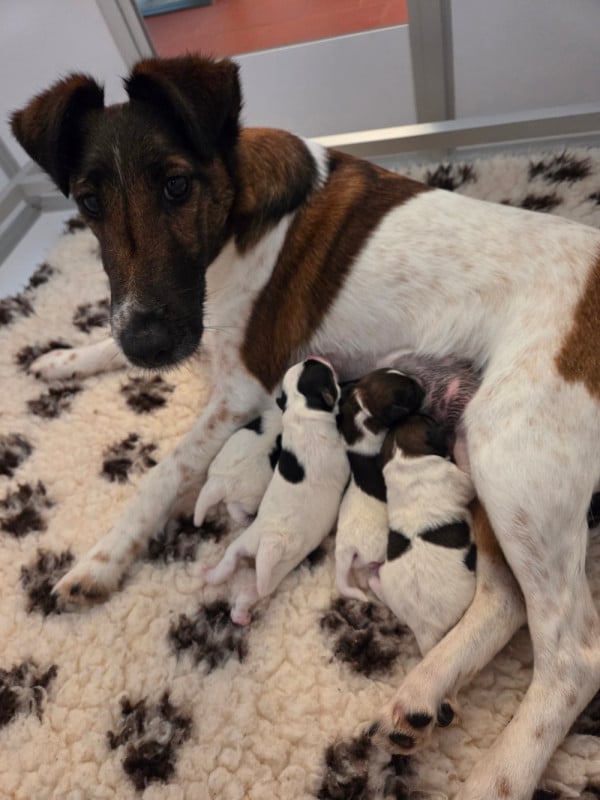 Fox Terrier Poil lisse - De La Rivière Landelot