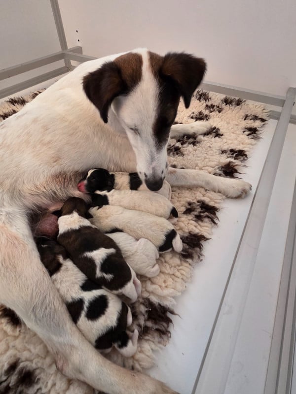 Fox Terrier Poil lisse - De La Rivière Landelot