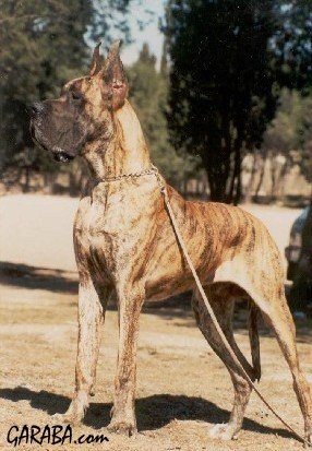 Publication : De garaba